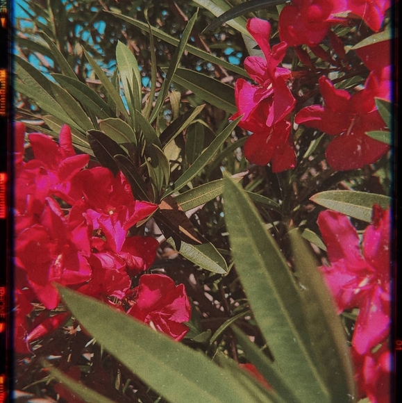 Meet your Posher, Caitlin - Picture 1 of 1